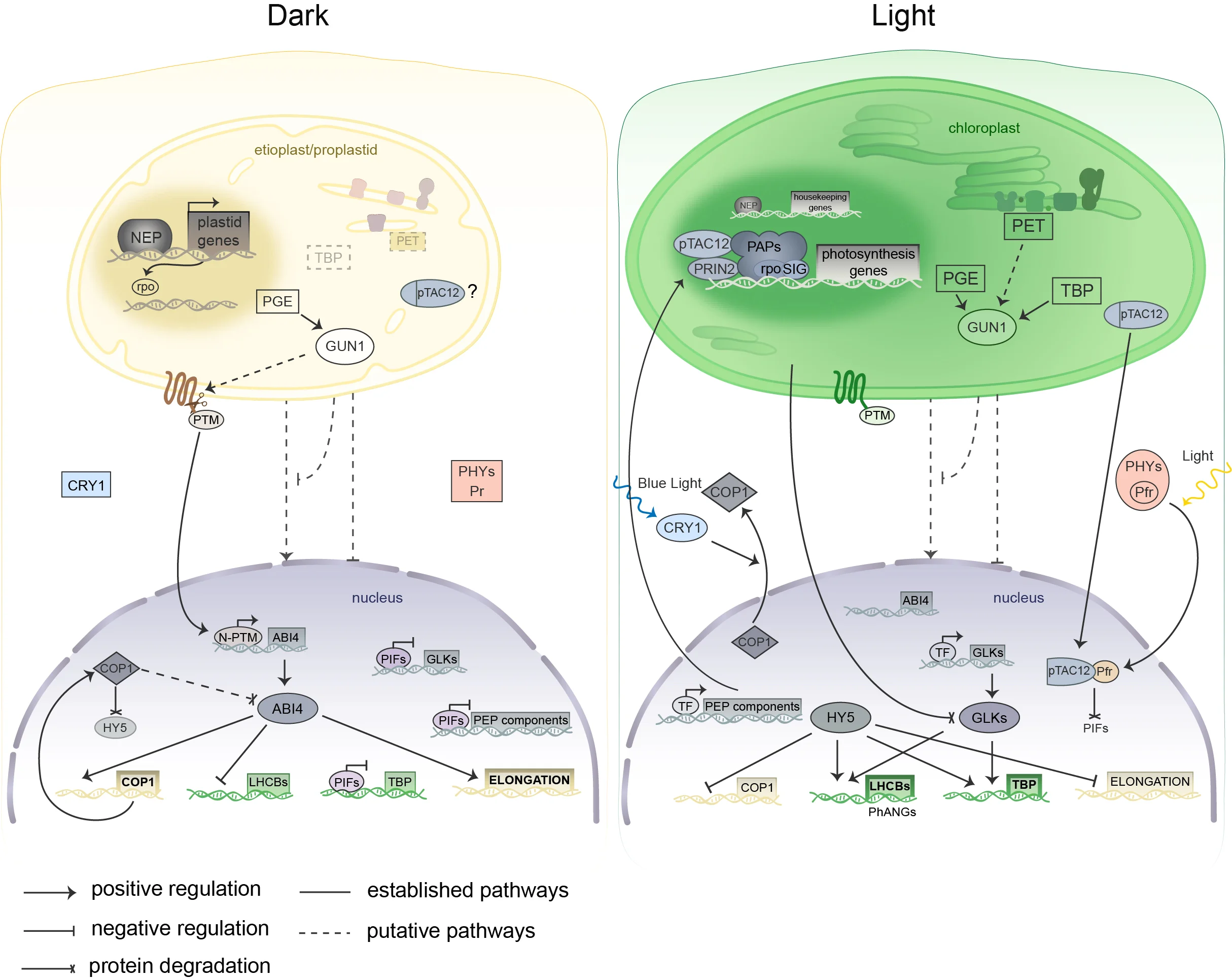 Chloroplast Development