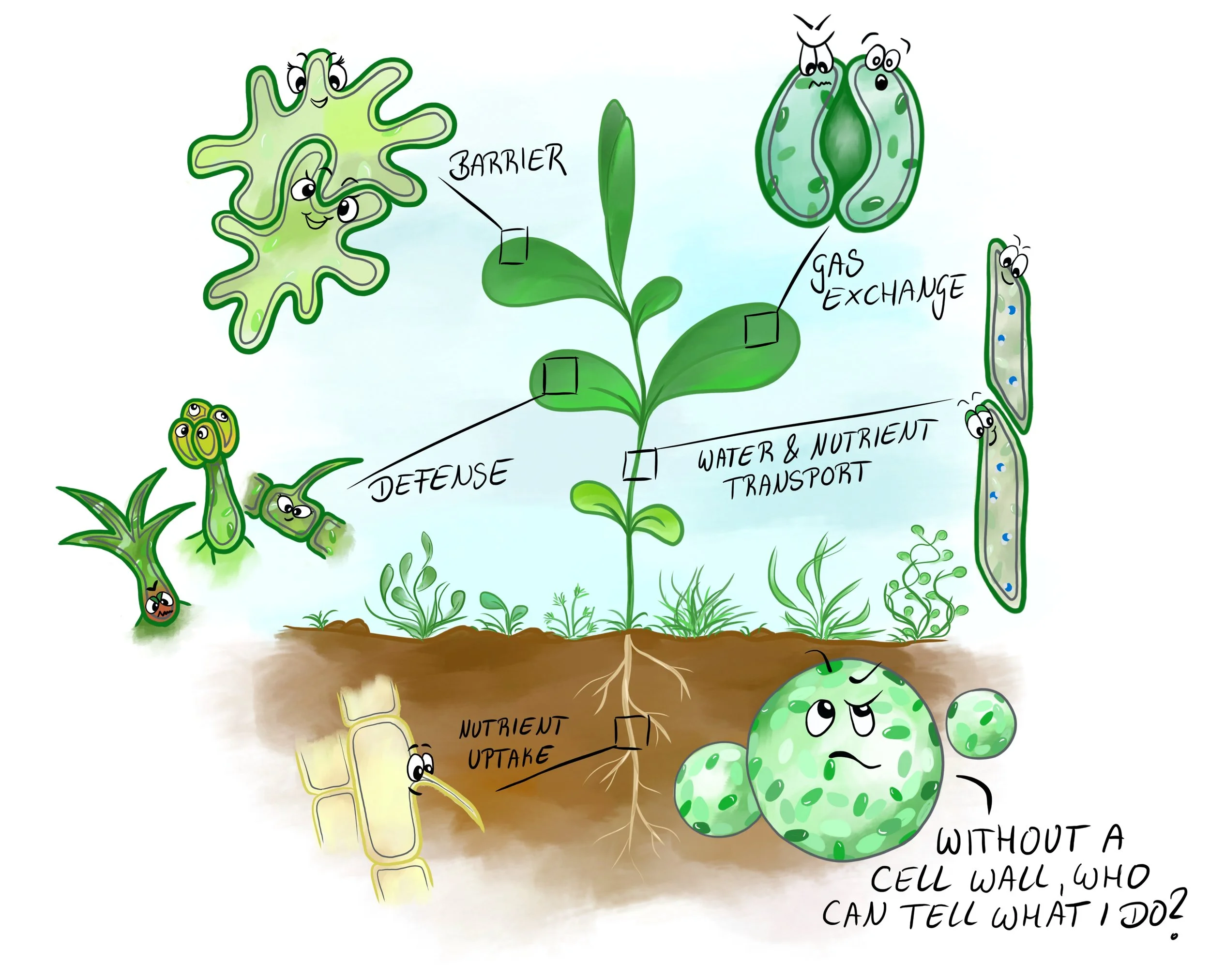 The importance of Cell Walls in Plant Cells