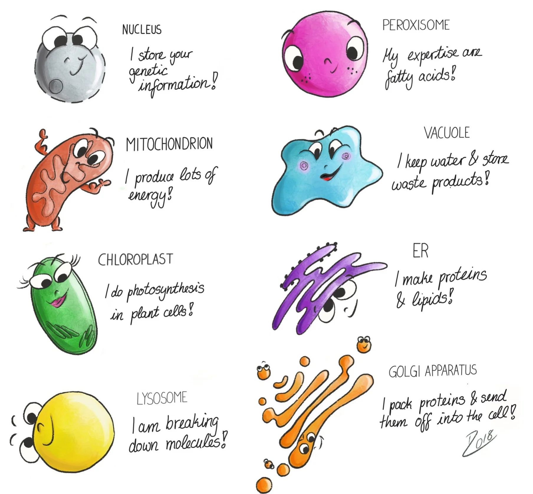 Cellular Organelles