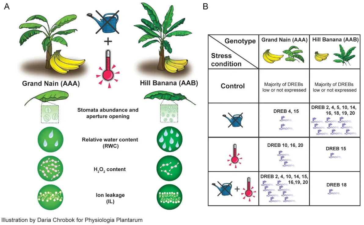 Banana Varieties under drought- and heat stress