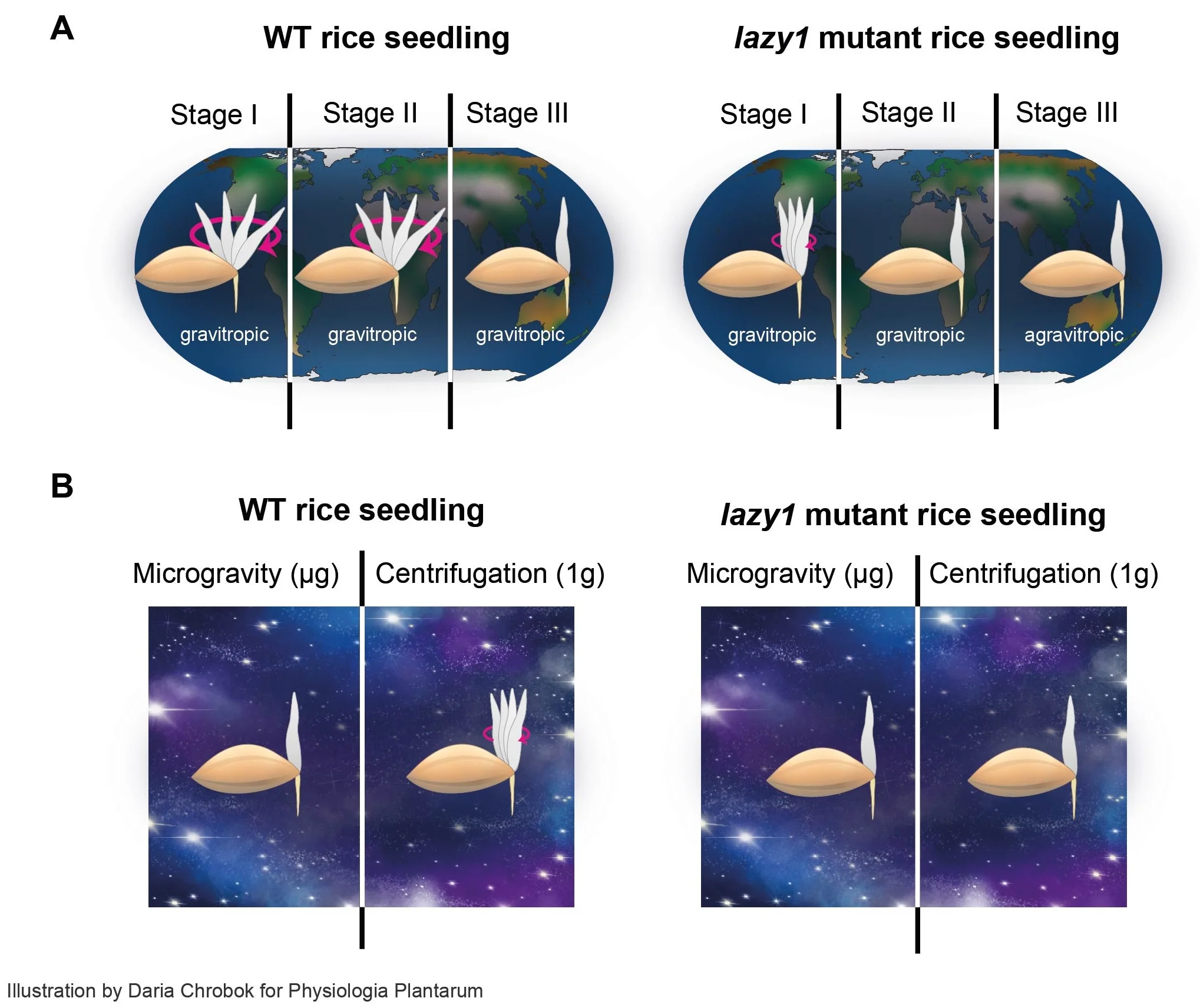 Rice seedlings in space