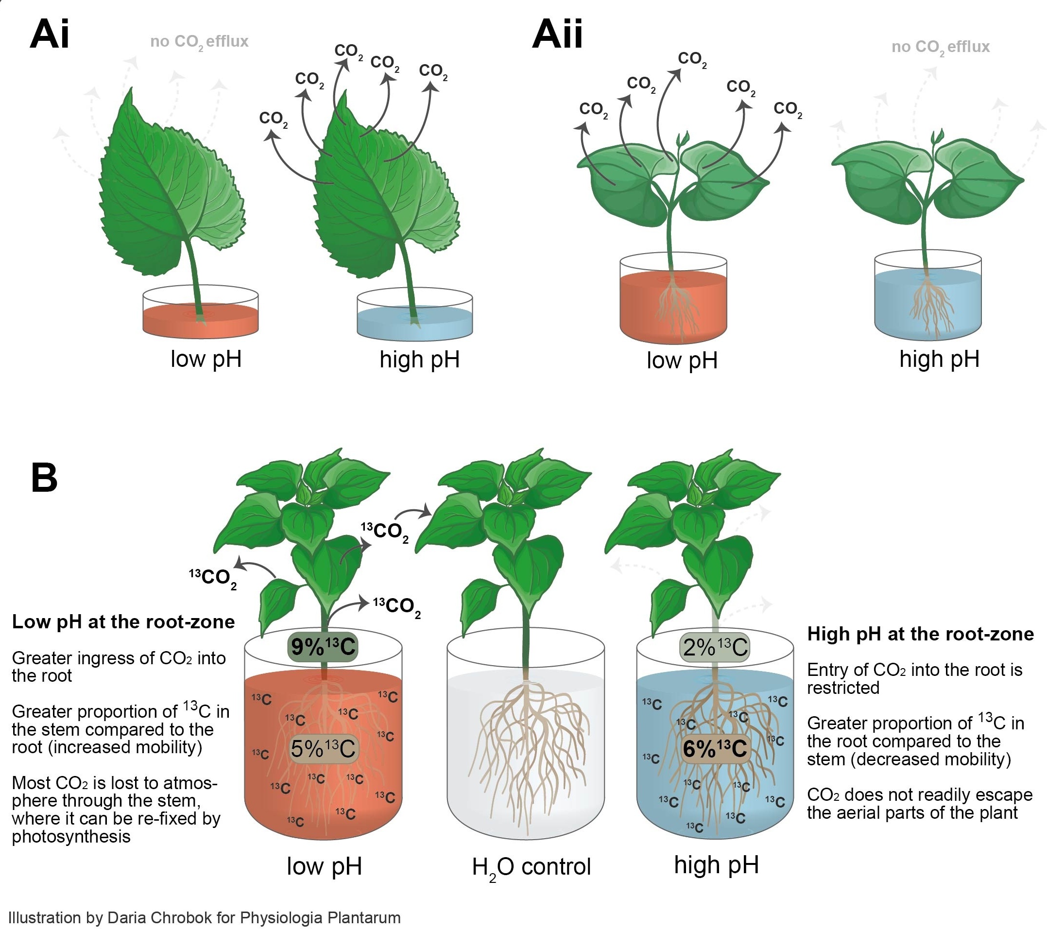The effect of pH on the CO2 fate in plants