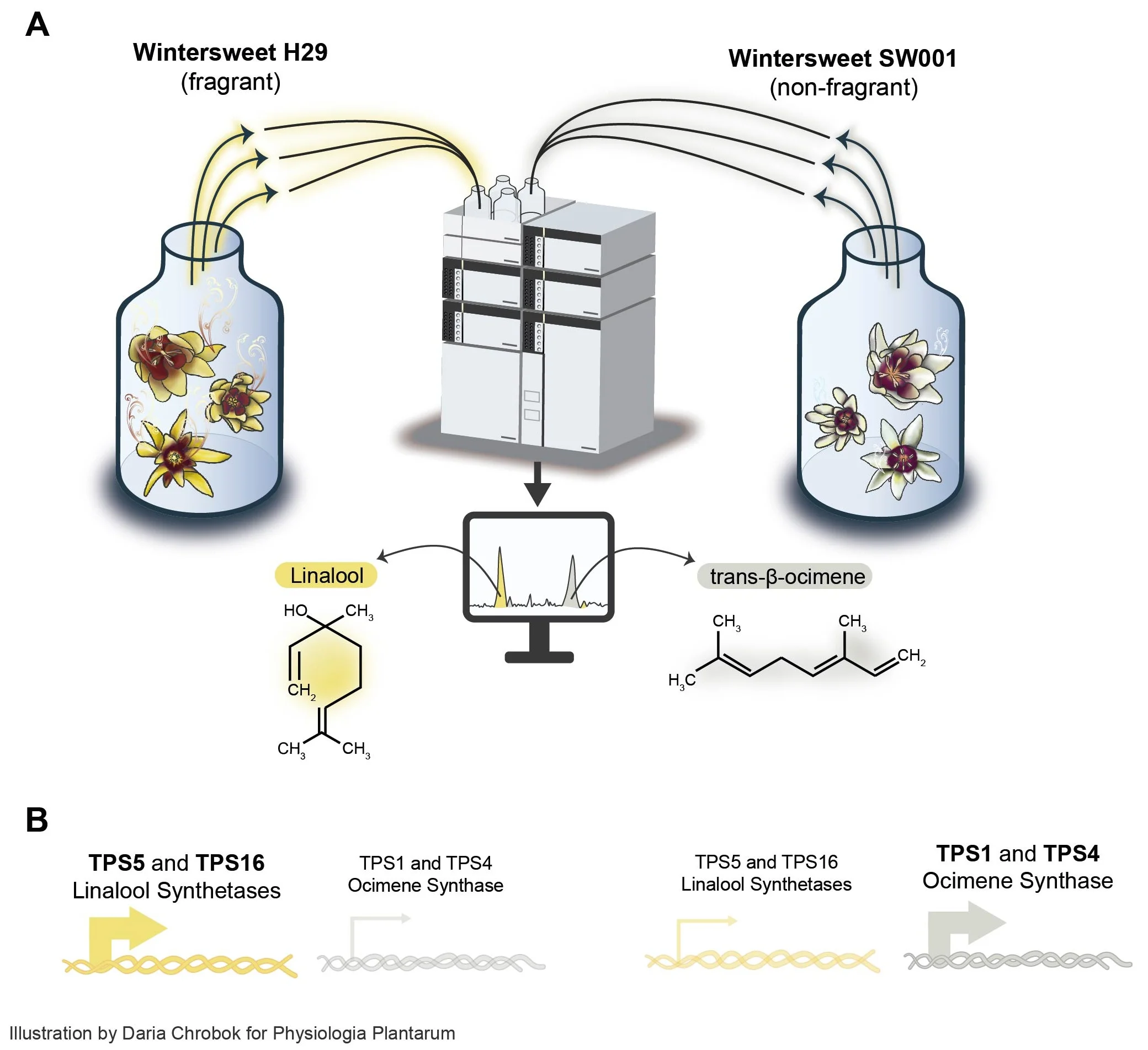 Finding the fragrance genes of Wintersweet