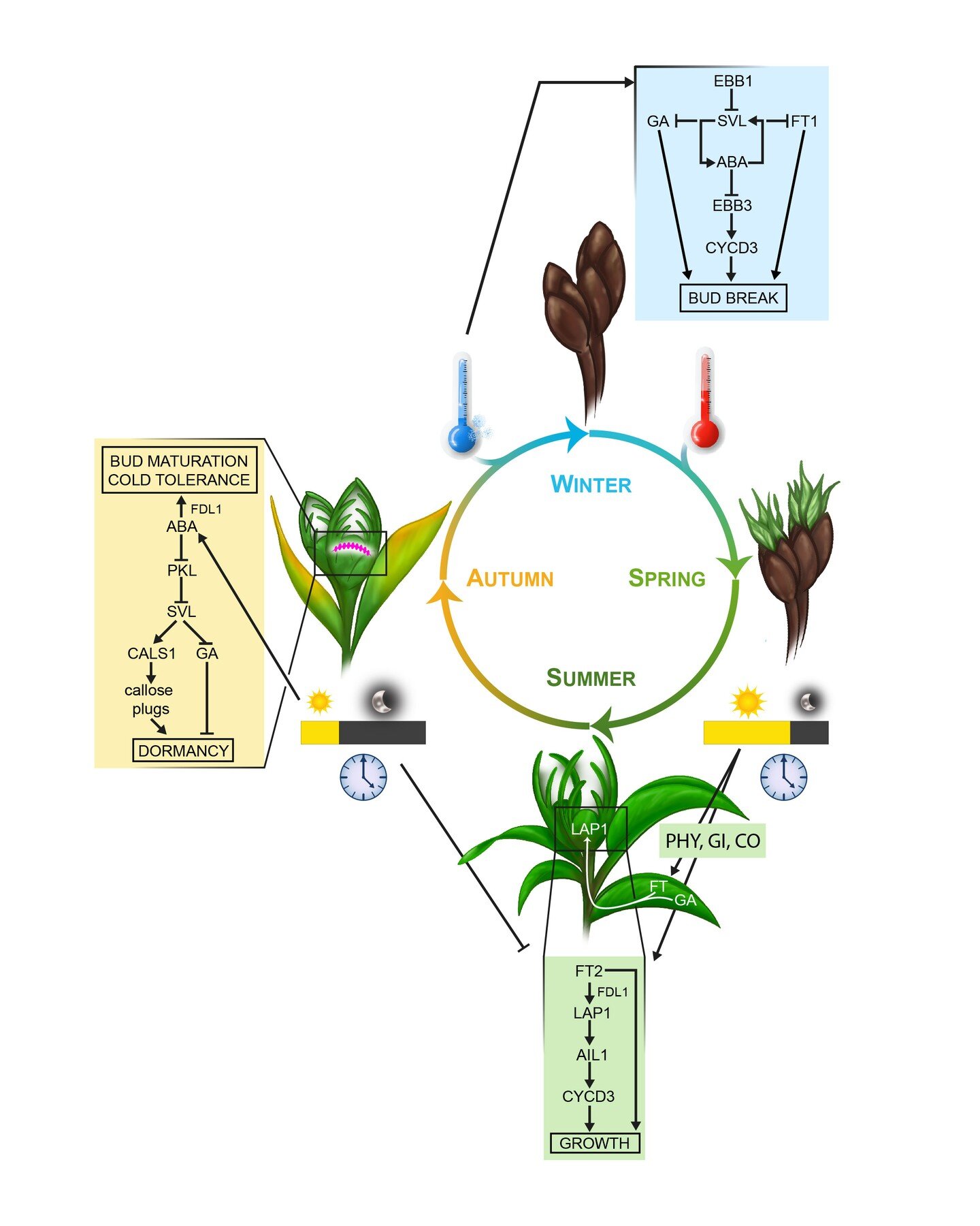 𝐓𝐡𝐞 𝐦𝐚𝐠𝐧𝐢𝐟𝐢𝐜𝐞𝐧𝐭 𝐥𝐢𝐟𝐞 𝐜𝐲𝐜𝐥𝐞 𝐨𝐟 𝐭𝐫𝐞𝐞𝐬 &ndash; 𝐩𝐚𝐫𝐭 𝐈𝐈

🌳As I have indicated yesterday already, when trees change according to the yearly seasons, many different internal factors are involved in that.

🌿 Here you ca