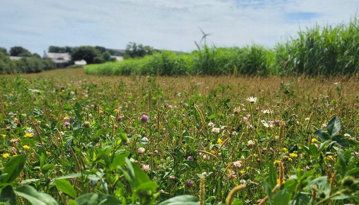 wildlife margins as part of the environmental stewardship scheme