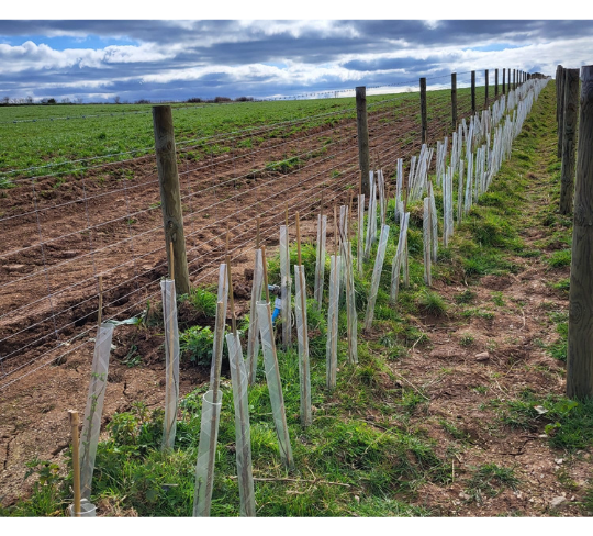 a new hedgerow planted on the farm