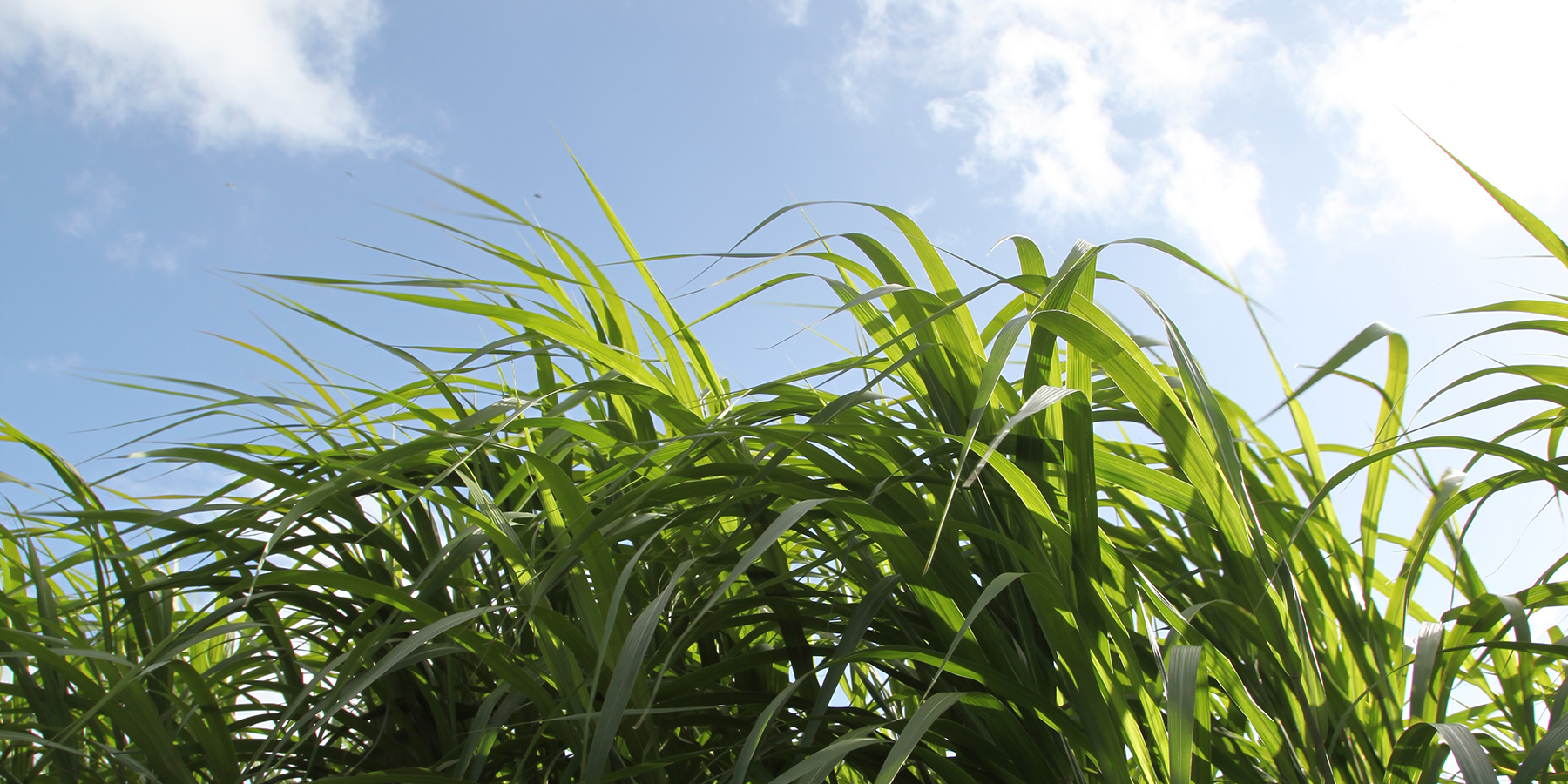   Miscanthus    How it works  