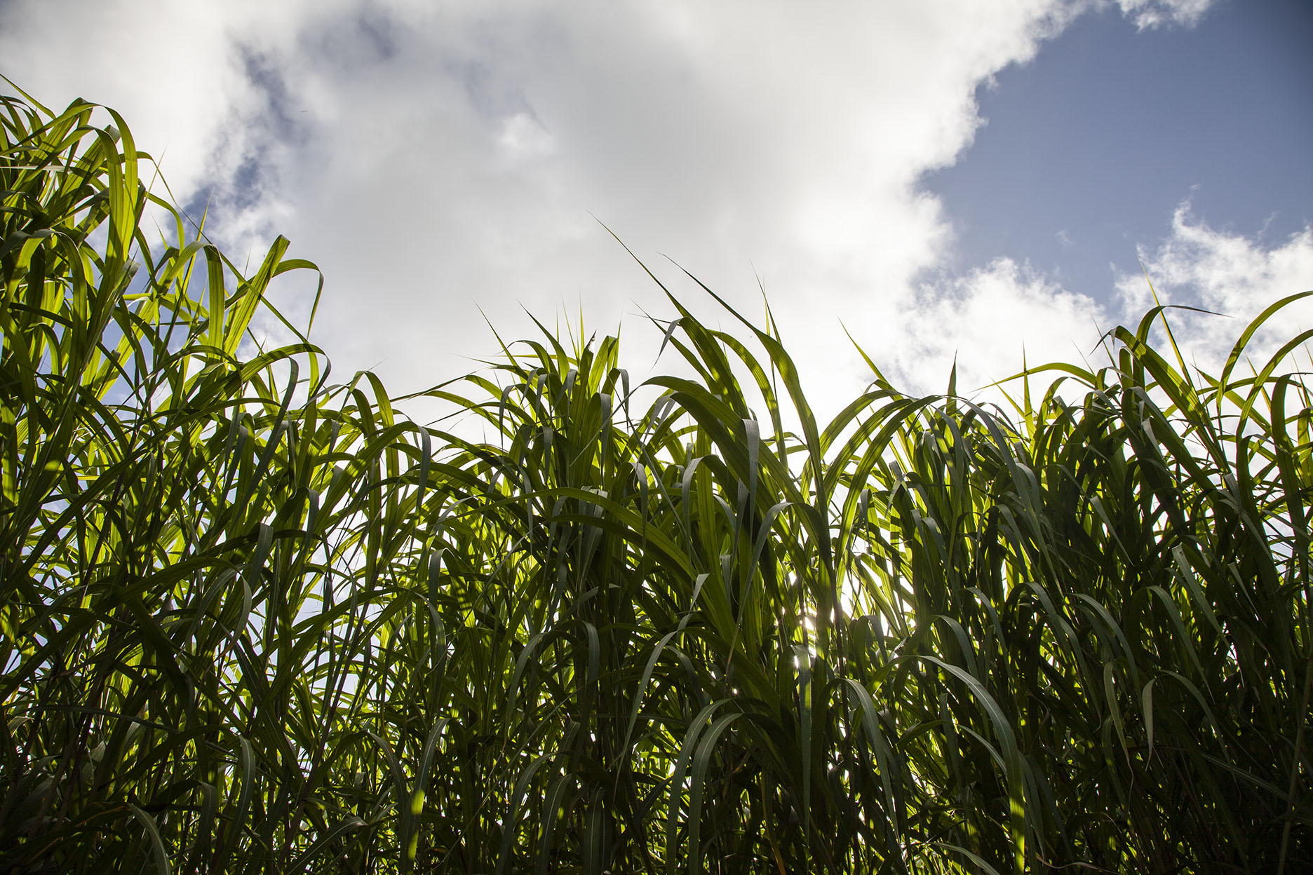 Miscanthus.jpg