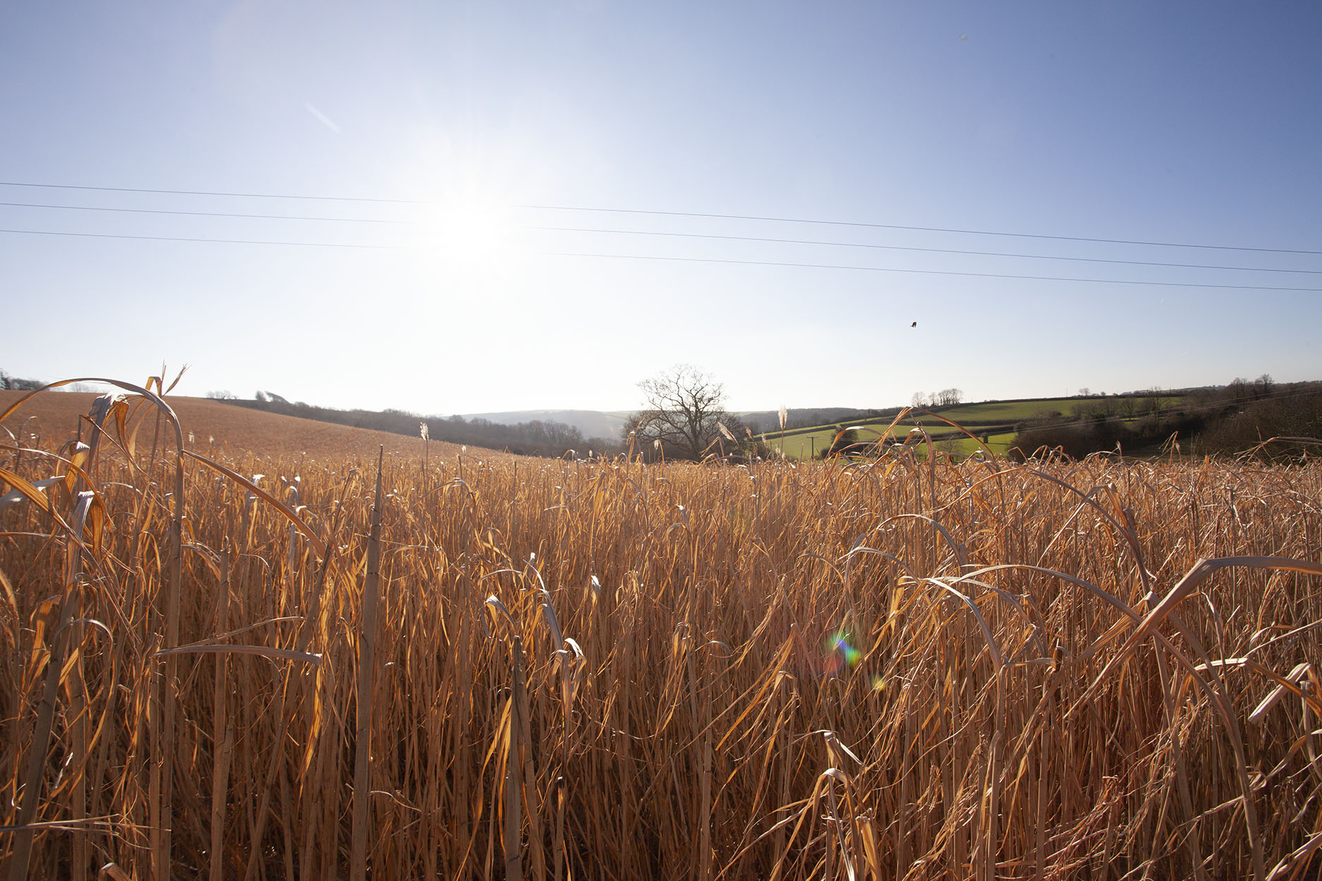 Miscanthus3.jpg