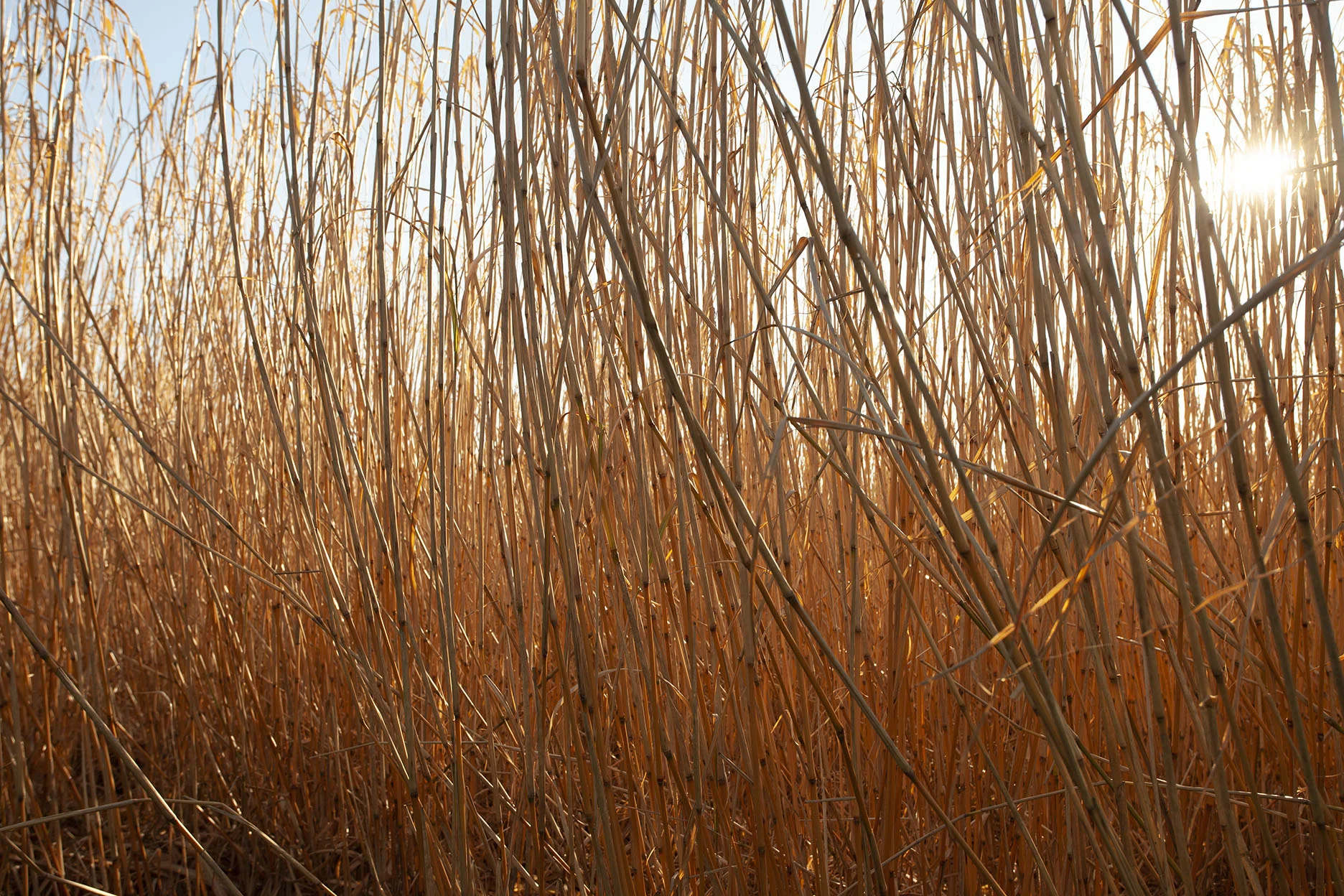 Miscanthus — Burlybed