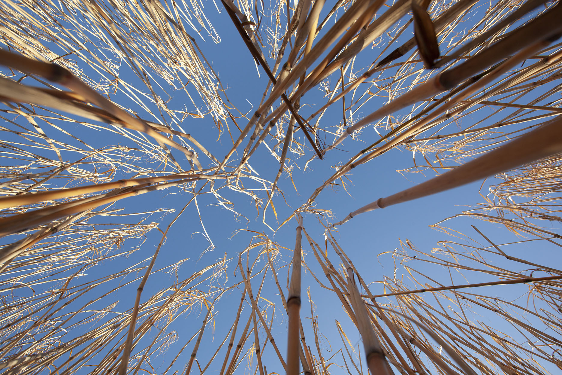 Miscanthus6.jpg