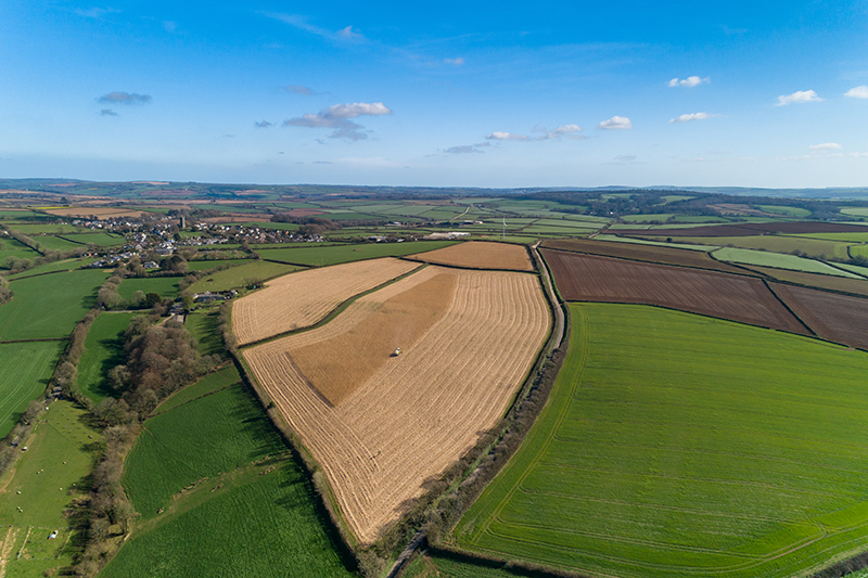 2. Burlerrow-Farm miscanthus field sml.jpg