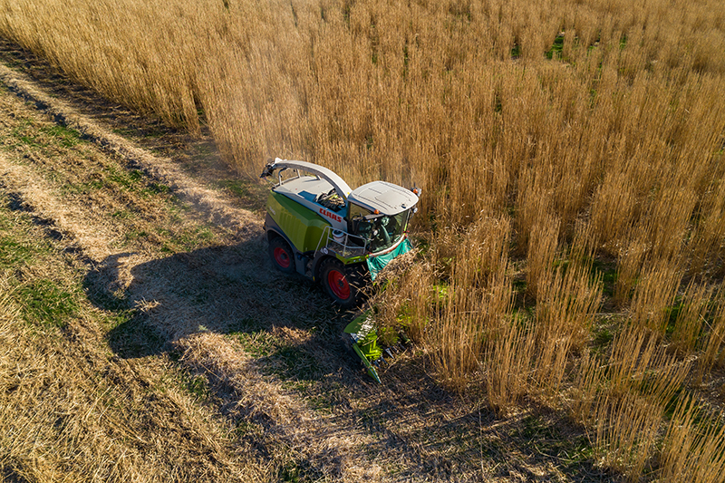 3. Miscanthus harvest 2 sml.jpg