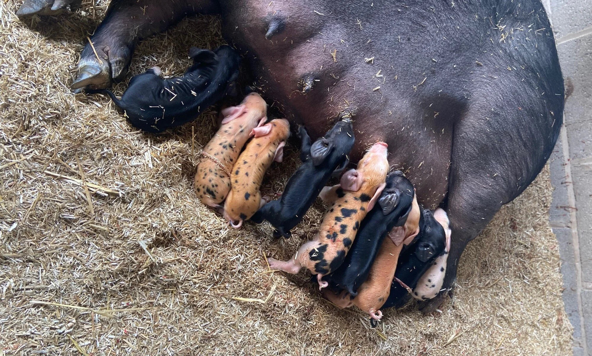 Not just for horses…