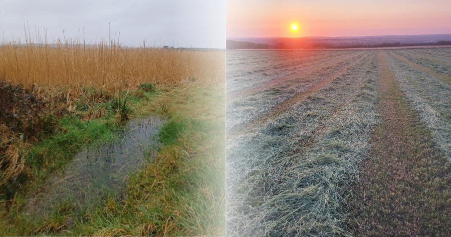 Weathering the Weather. How unusual climate patterns affect miscanthus &amp; haylage and how we work to protect future yields