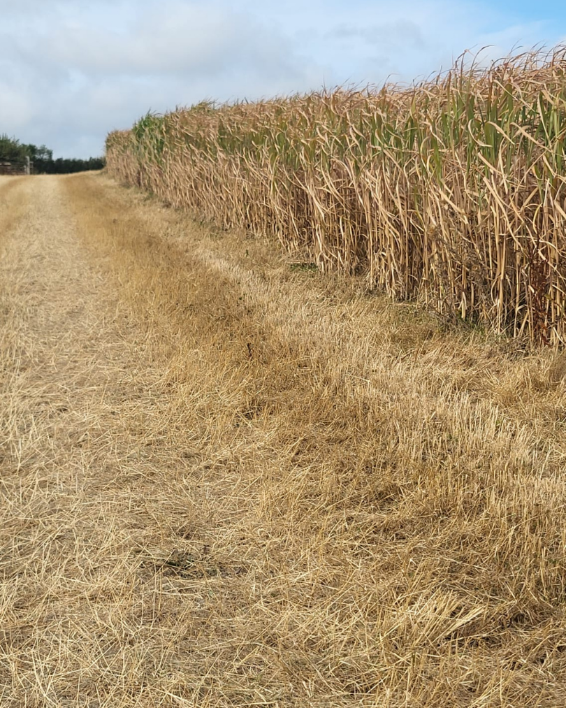 miscanthus field in auguast 2026. drought conditions.