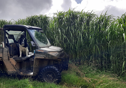 miscanthus crop with all terrain vehicle and farm dog