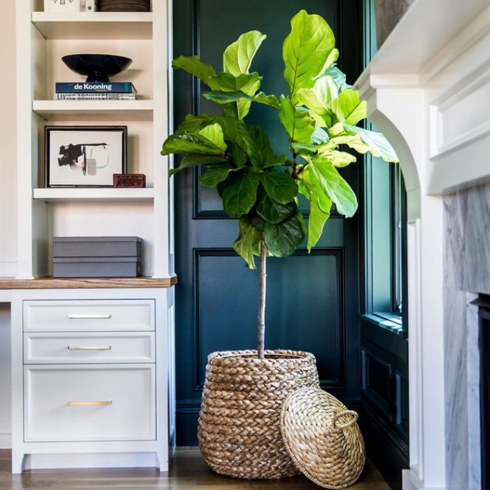 Fiddle-Leaf-Fig.jpg