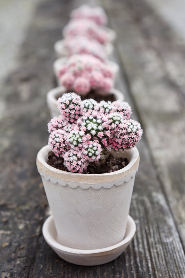 Cacti