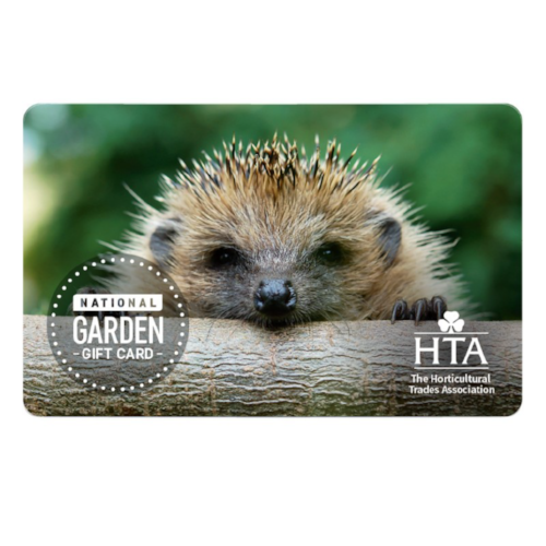 Hedgehog Gift Card