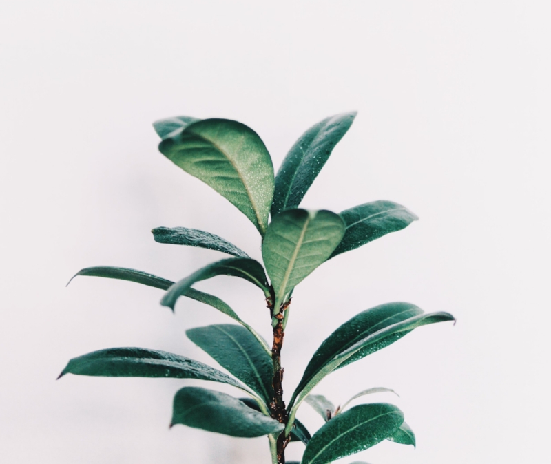 4. Keep plants clean and free from dust Don’t wait till spring to do that spring clean as all of our homes contain larges dust particles in the air. Open windows and doors, especially in cities and urban areas increase the volume of dust particles entering our homes. These particles often accumulate on surfaces and end up settling on the leaves of plants inhibiting the amount of light that can reach the leaf. As a result plants finds it much harder to make food through photosynthesis. Use a damp cloth to wipe and remove any dust regularly. Sometimes it’s easier and faster to place plants for 5 mins in a tepid light shower. Leaf wipes products can help make leaves glossy and shine but check first these are suitable for your plants prior to using them..