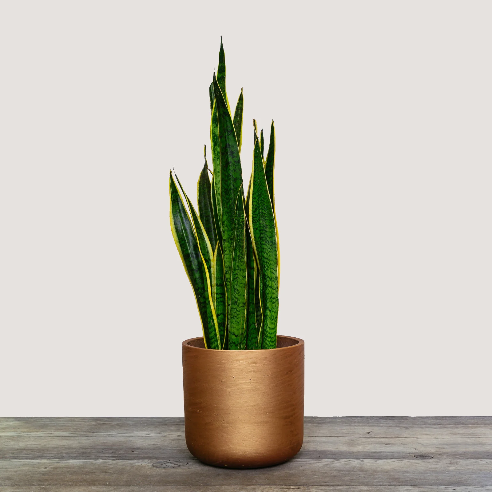 NG - Plants - June 2019-73.jpg