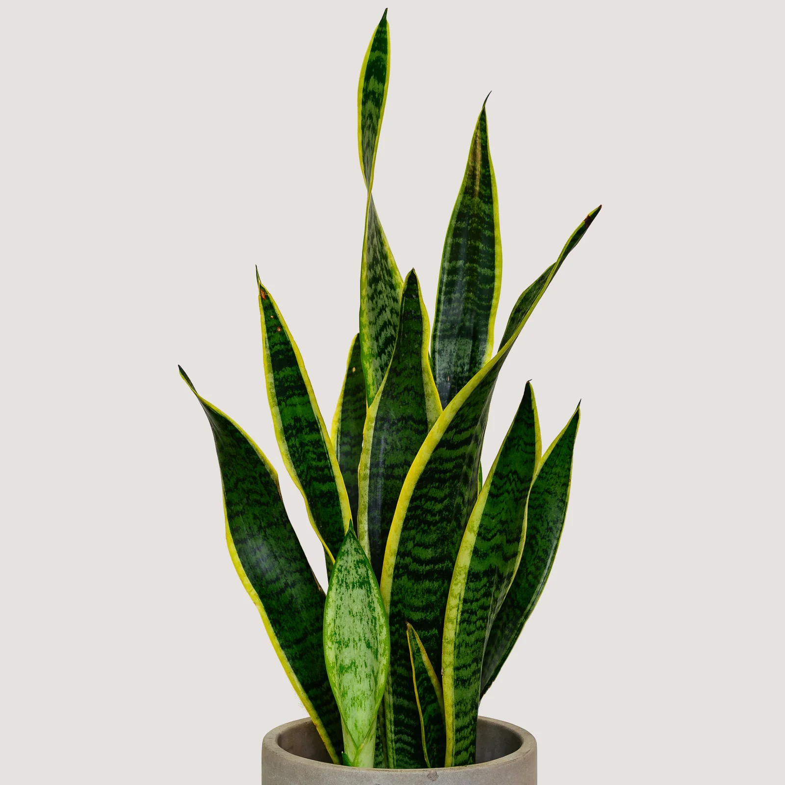 Sansevieria Trifasciata (Snake Plant) 2.jpg
