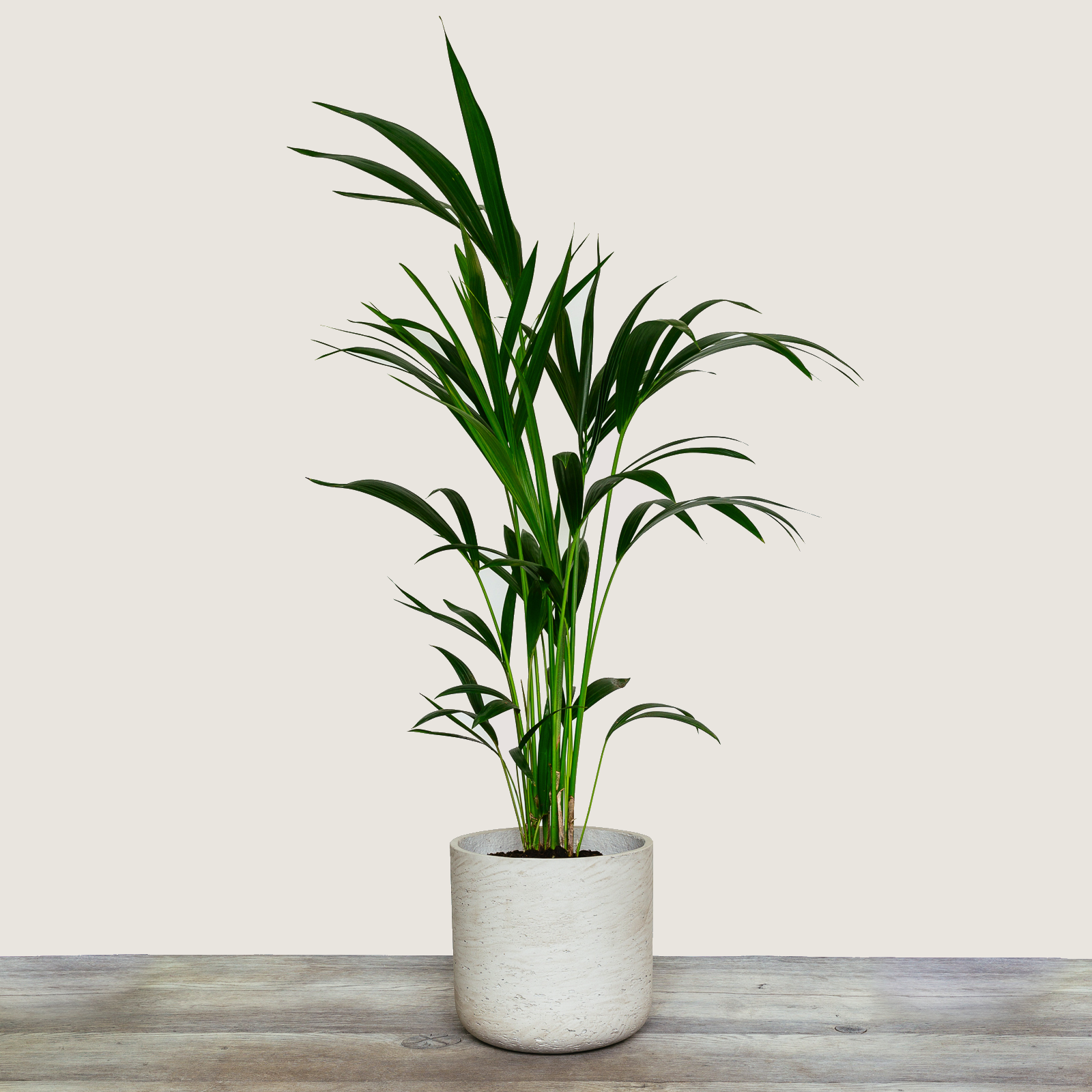 Howea Forsterian (Kentia Palm) 1.png