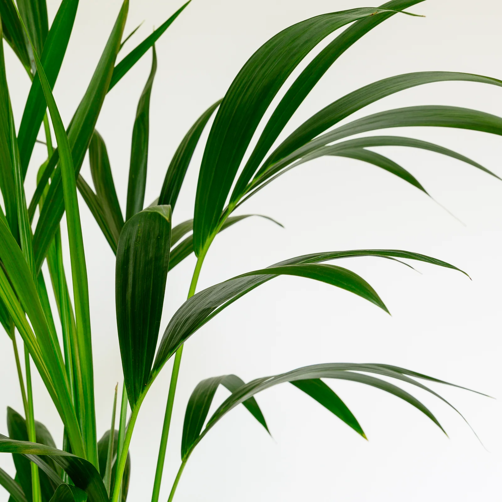 Howea Forsterian (Kentia Palm) 3 2.jpg