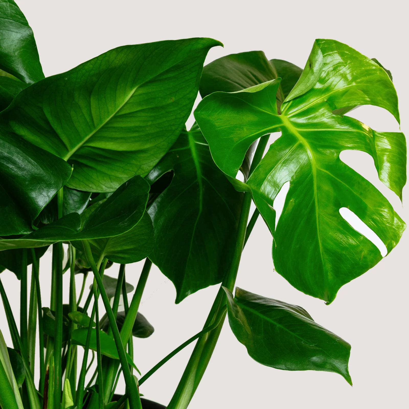 Monstera Deliciosa (Cheese Plant) 2.jpg
