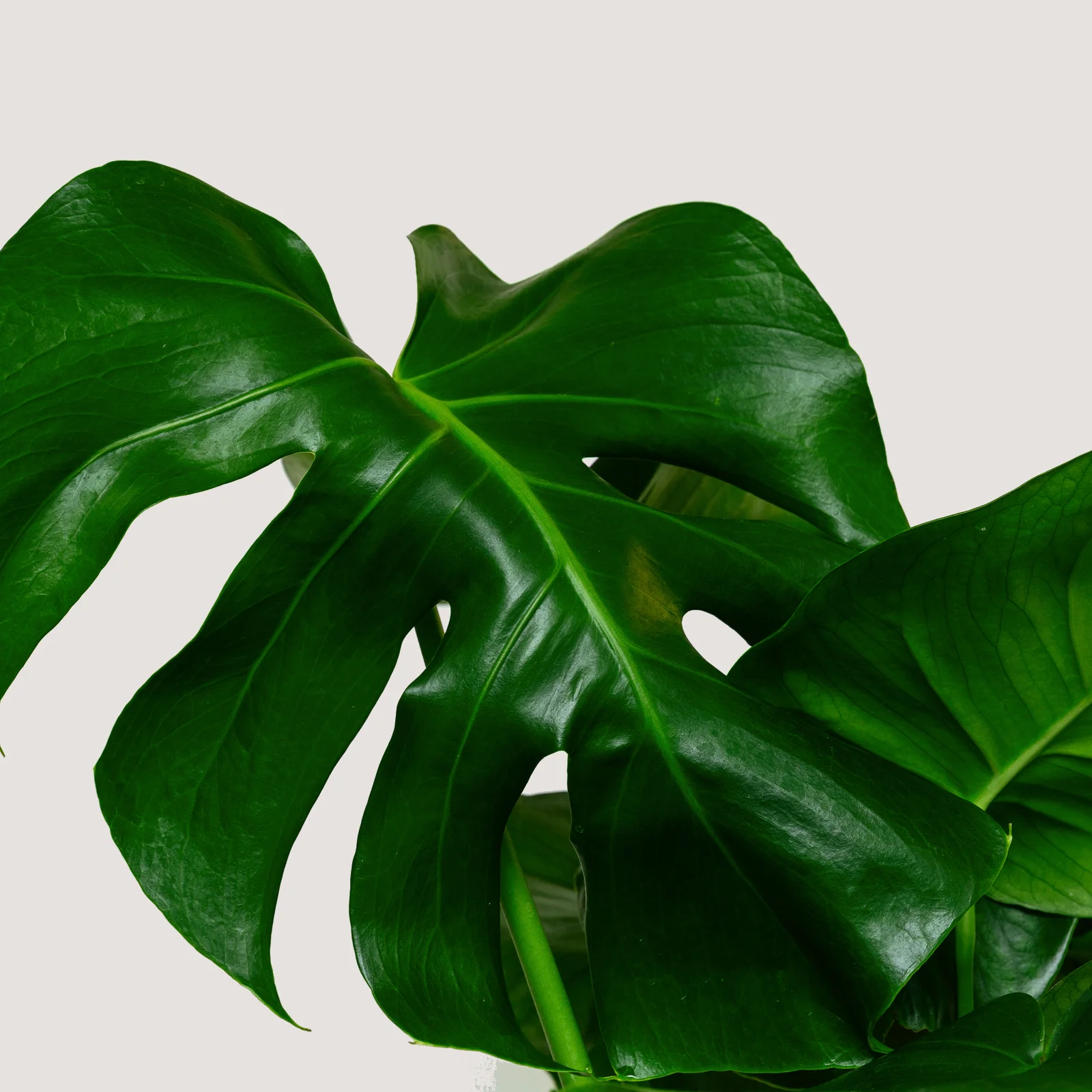 Monstera Deliciosa (Cheese Plant) 3.jpg
