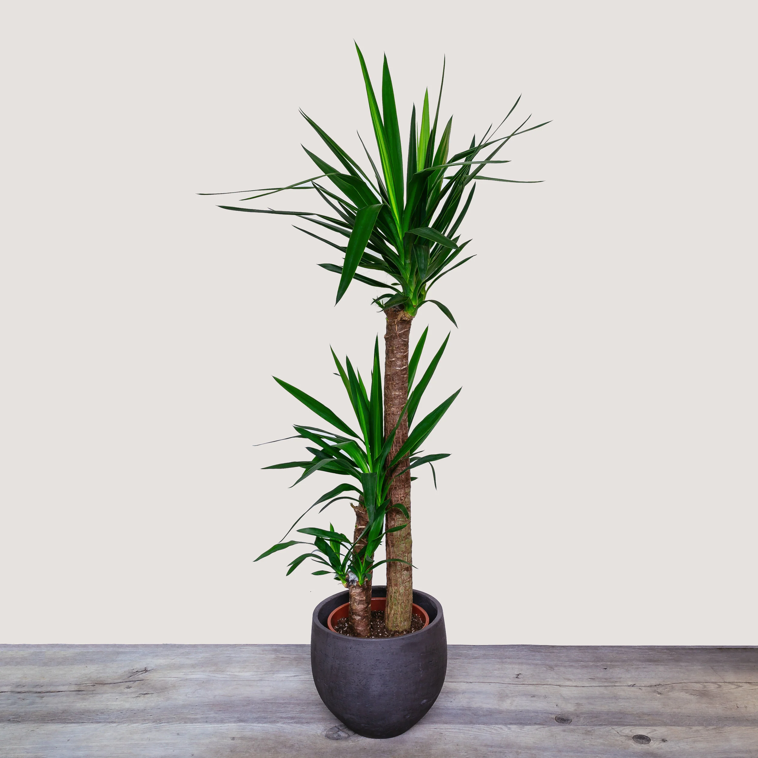 NG - Plants - June 2019-227.jpg
