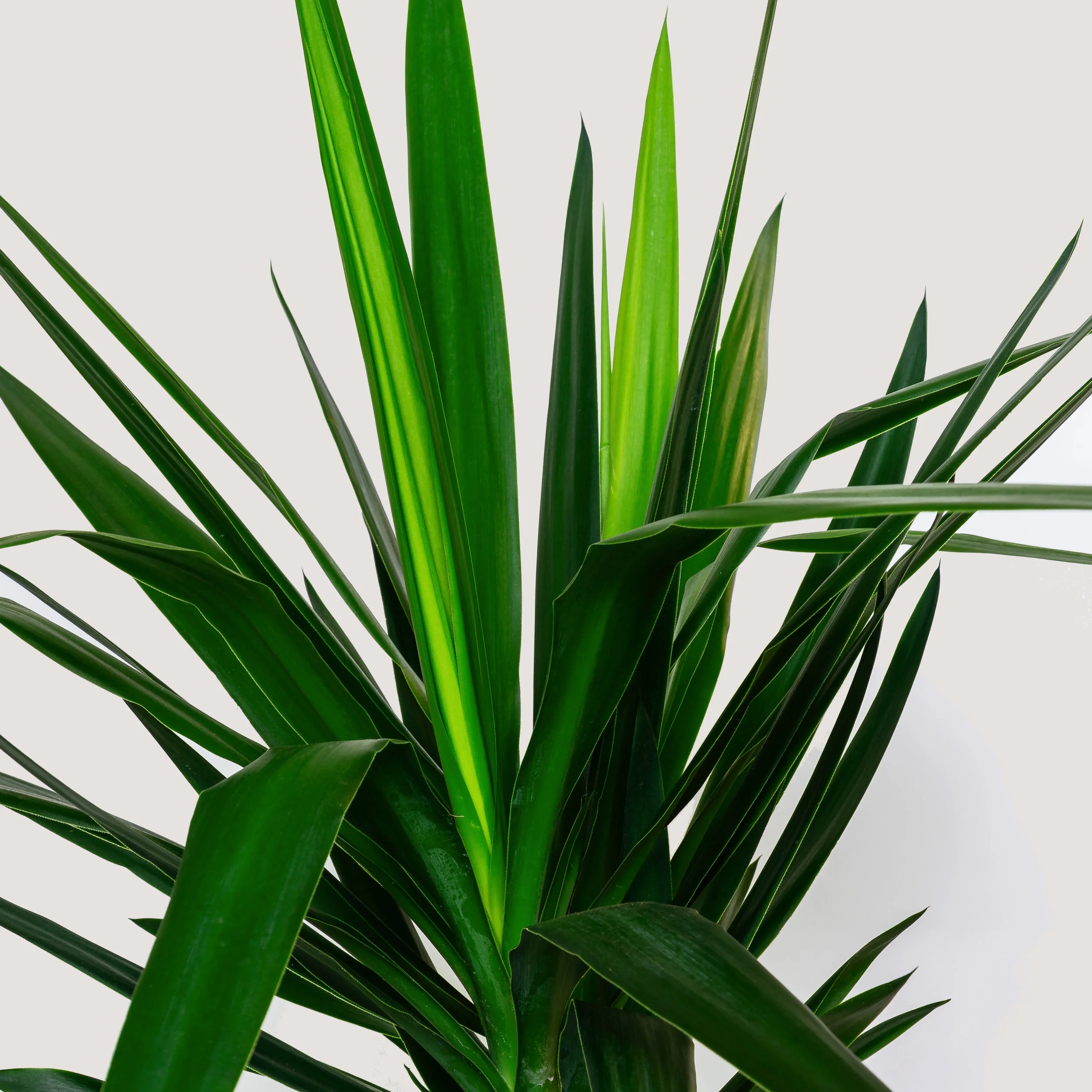 NG - Plants - June 2019-229.jpg