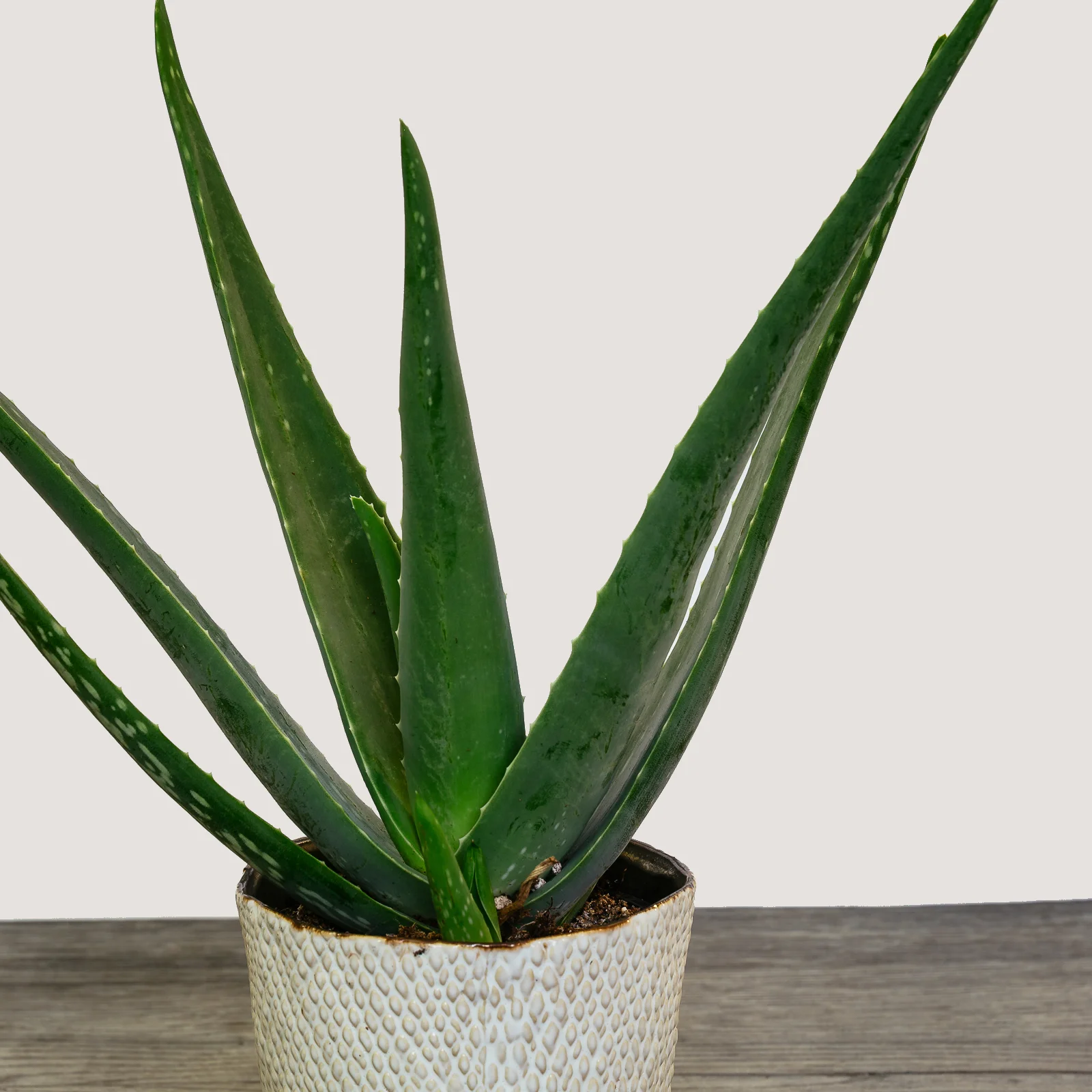 Aloe (Aloe Vera) 2.jpg