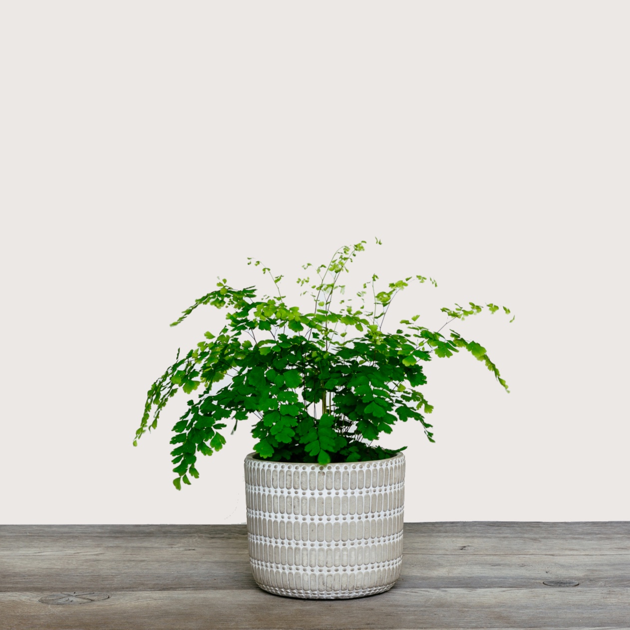 Adiantum+Raddianum+Fragrans+%28Maidenhair+Fern%29+1.jpg
