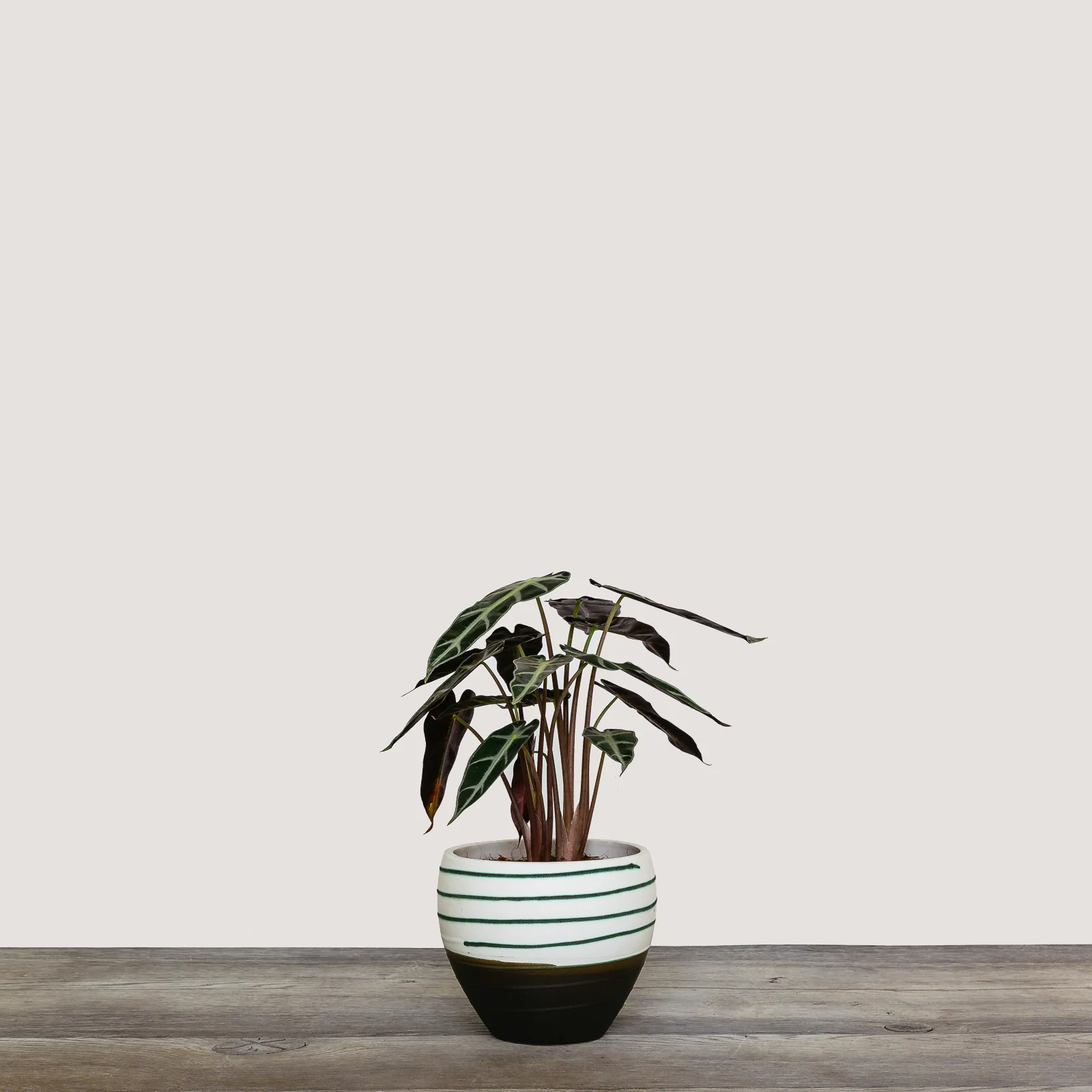 NG - Plants - June 2019-31.jpg