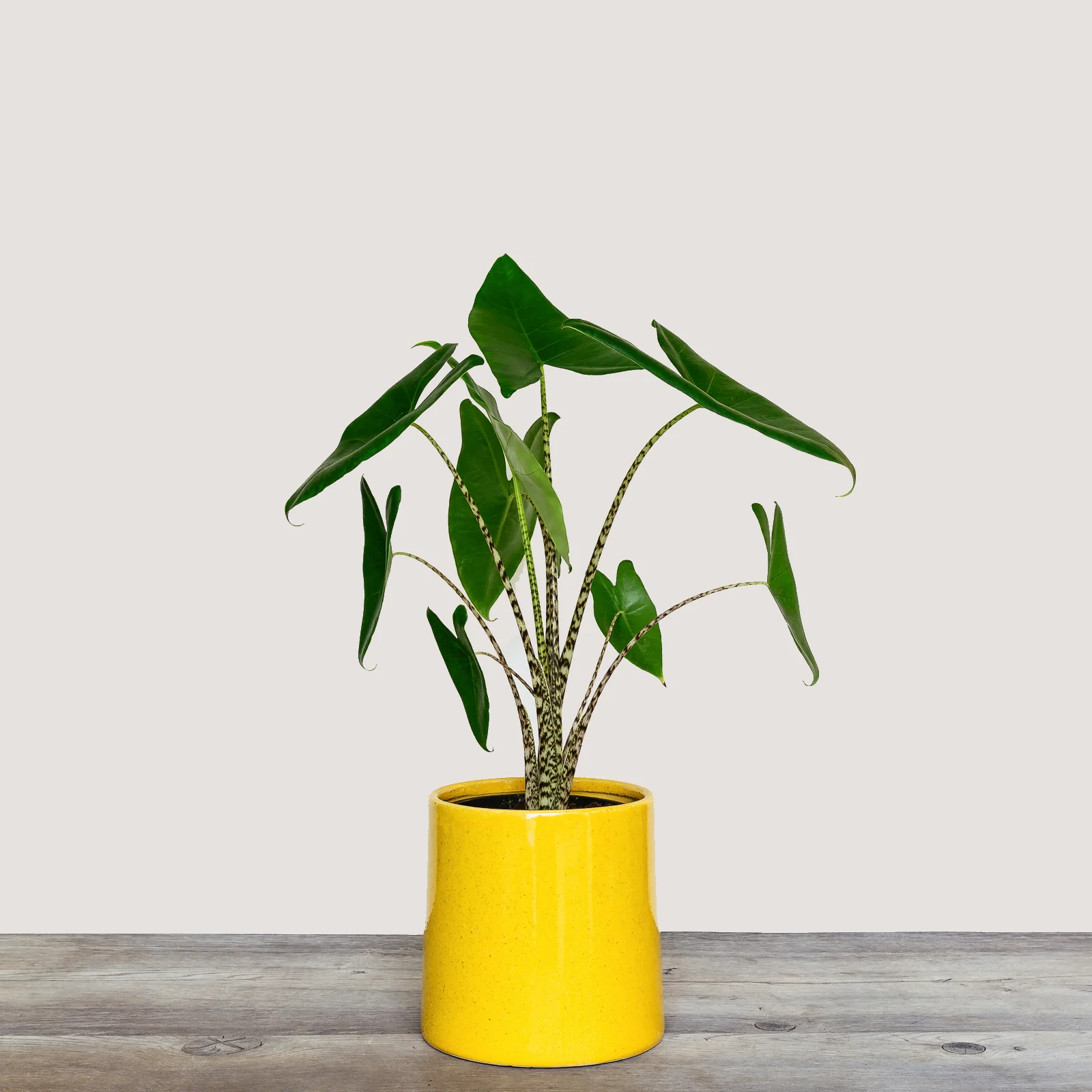 NG - Plants - June 2019-40.jpg