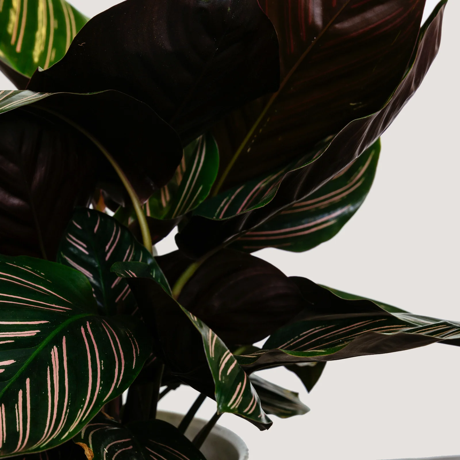 Calathea Sanderiana (Pin Stripe Calathea) - No.3.jpg