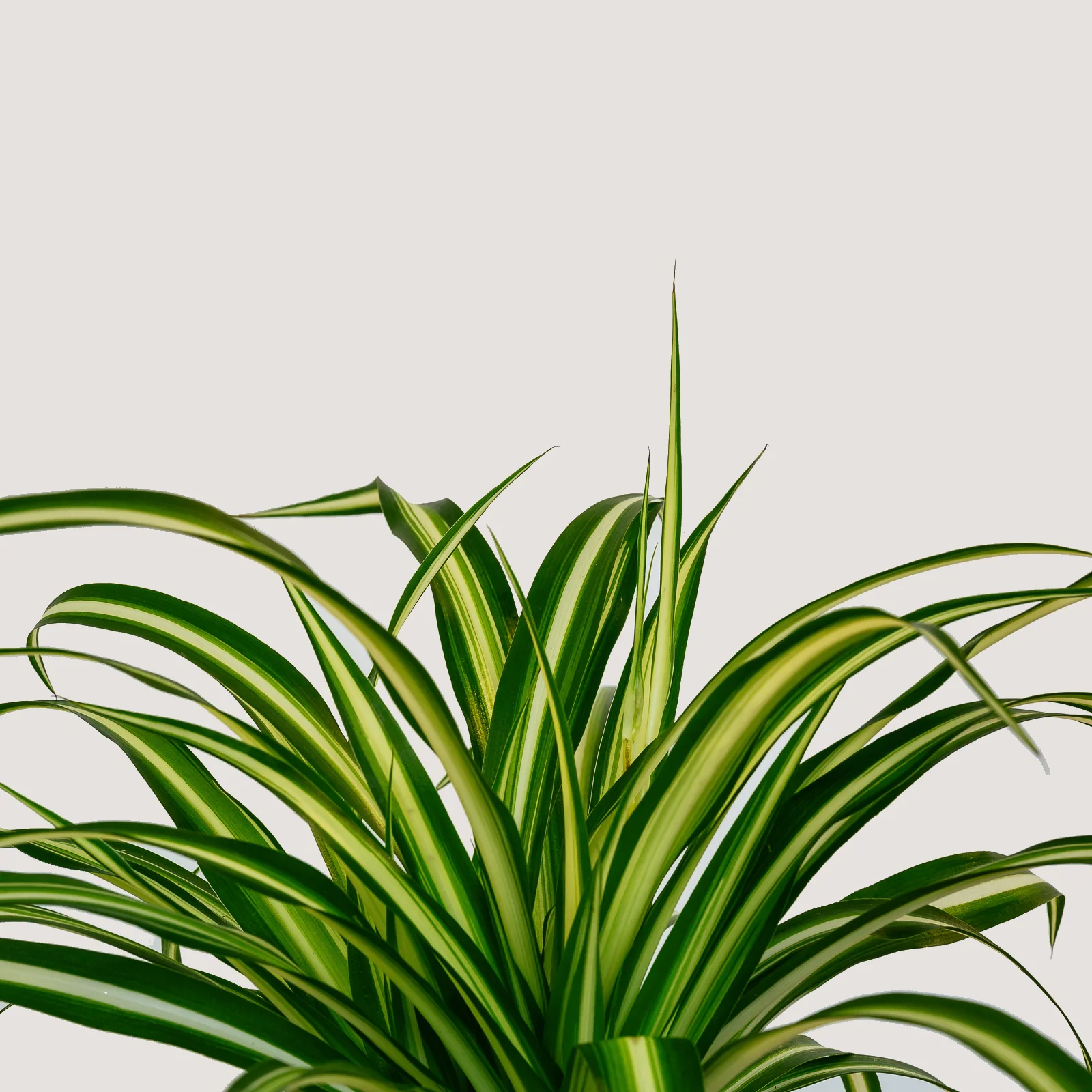 Chlorophytun Comosum (Spider Plant) 2.jpg