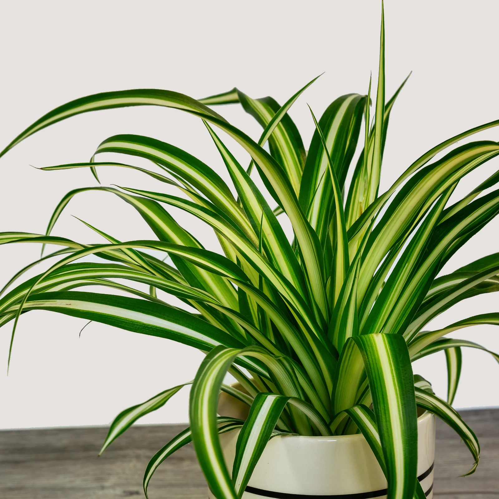Chlorophytun Comosum (Spider Plant) 3.jpg
