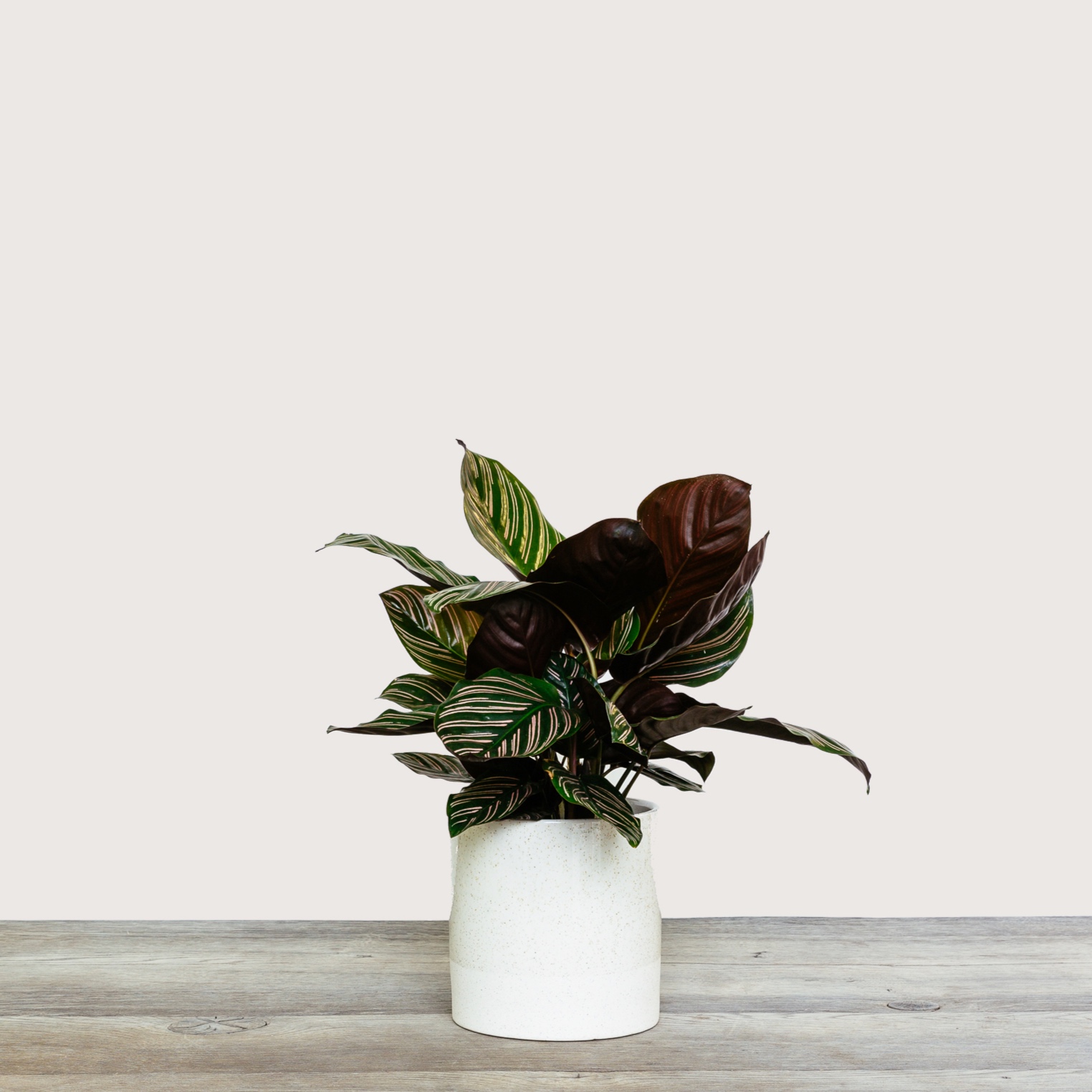 Calathea+Sanderiana+%28Pin+Stripe+Calathea%29+-+No.1.jpg