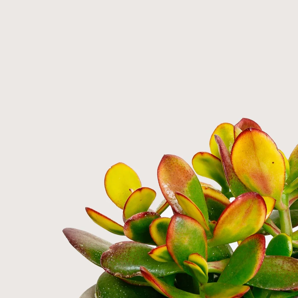 Crassula+Ovata+%28Jade+Plant%29+2.jpg
