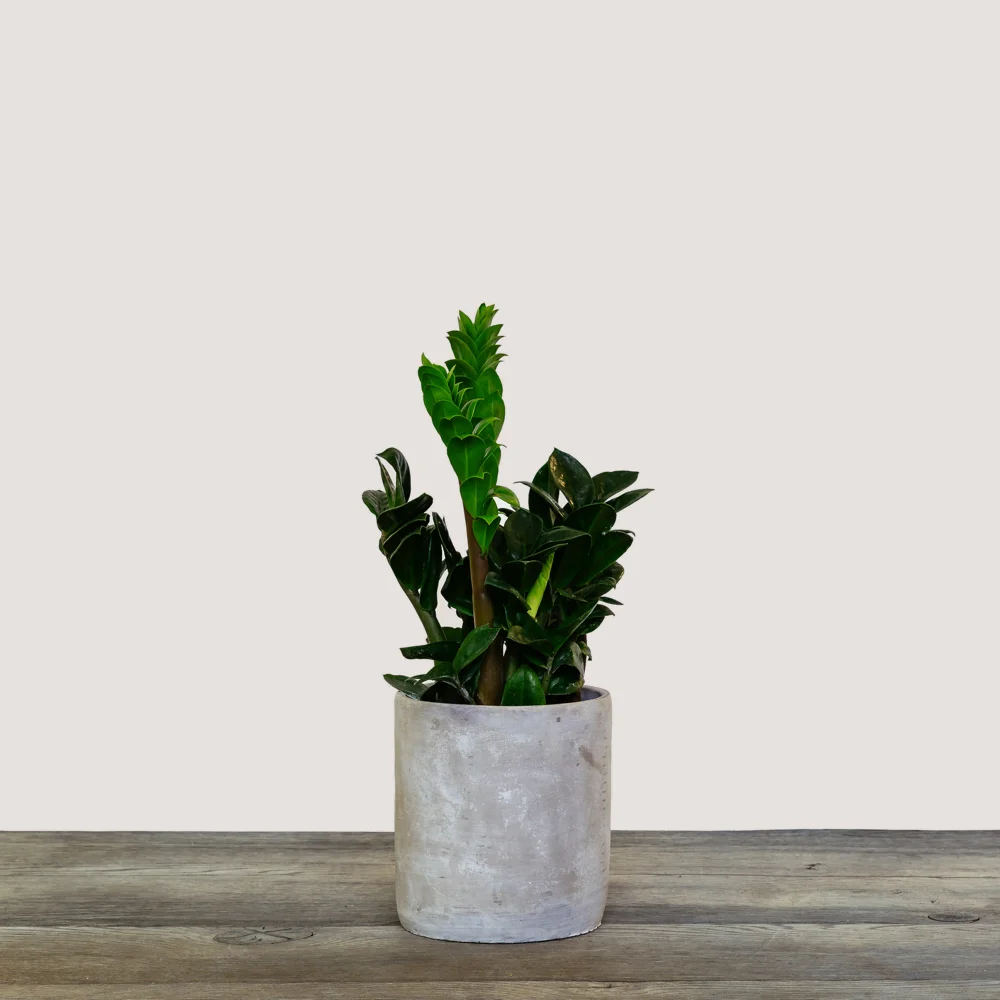 NG - Plants - June 2019-64.jpg