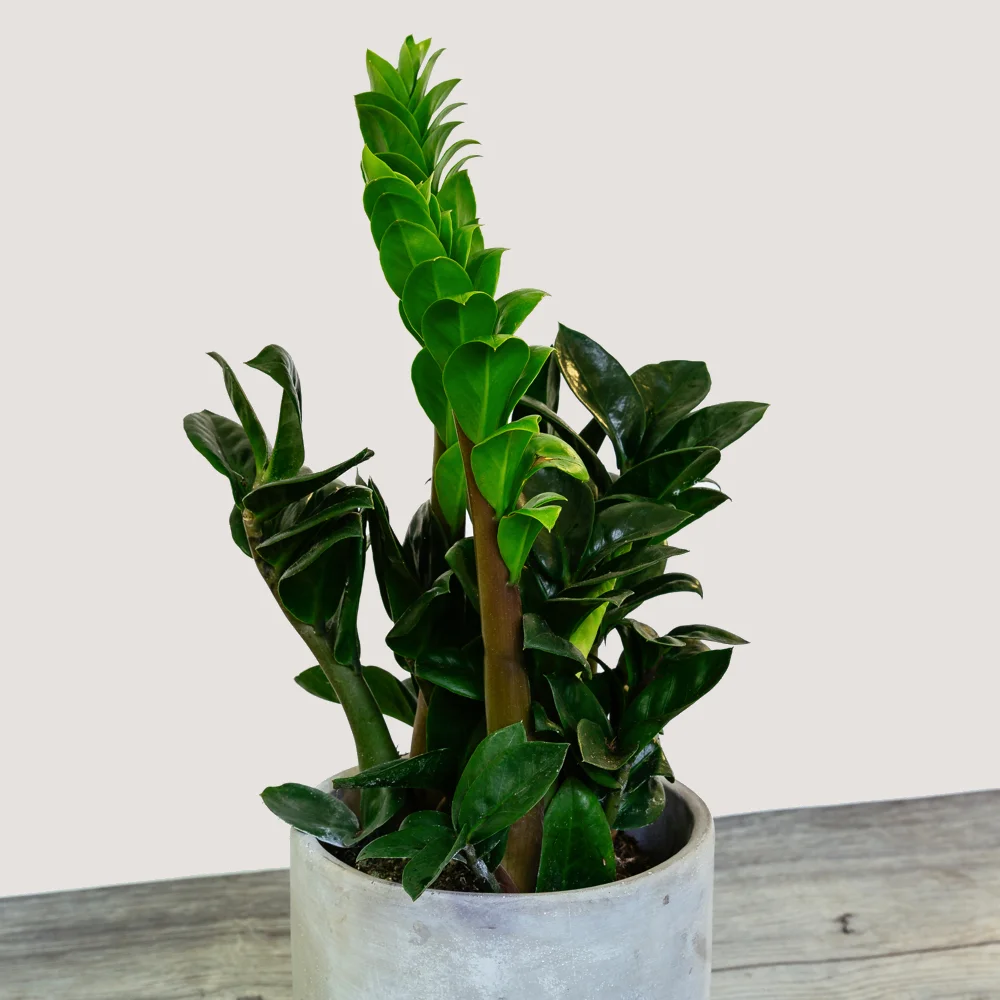 NG - Plants - June 2019-65.jpg