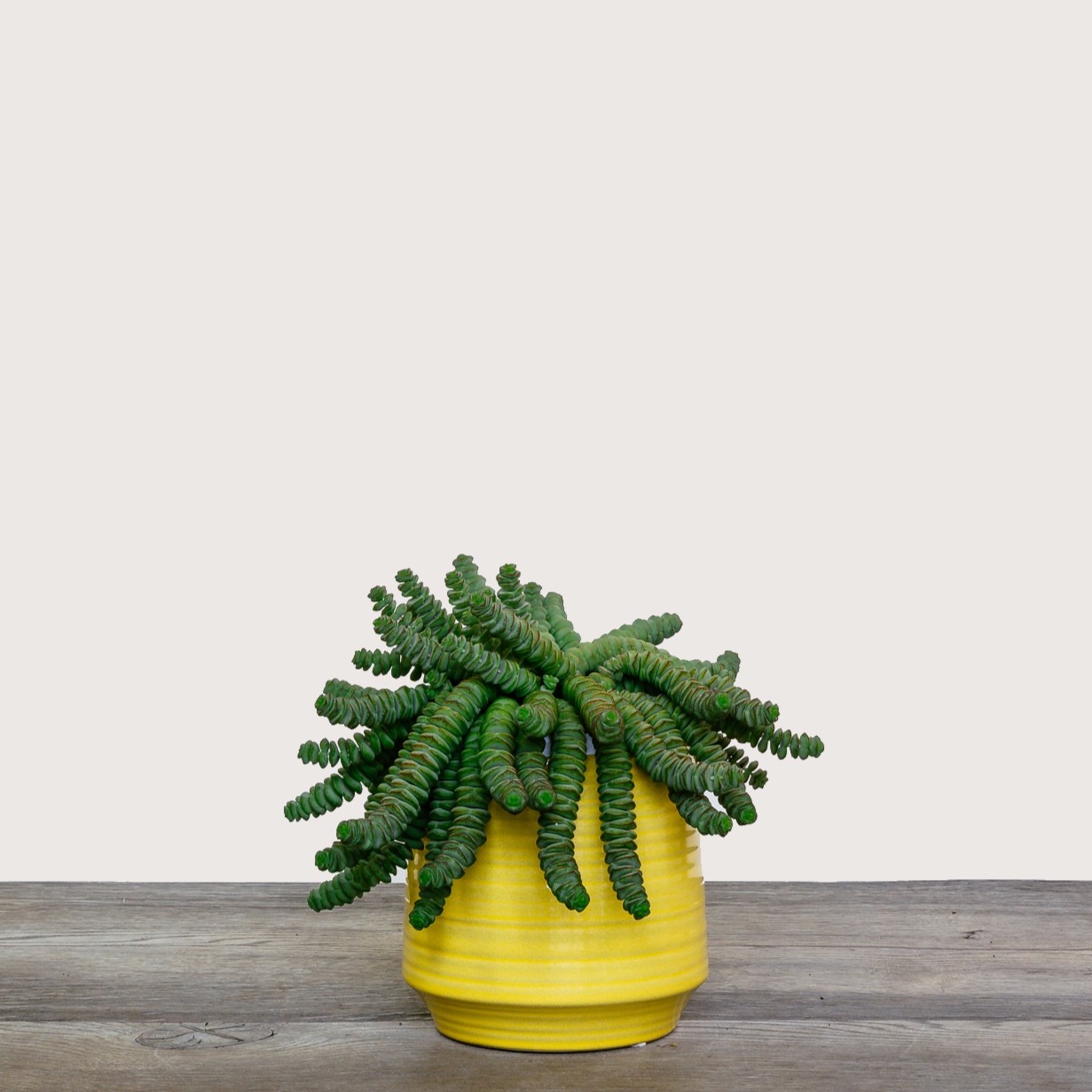 NG+-+Plants+-+June+2019-219.jpg