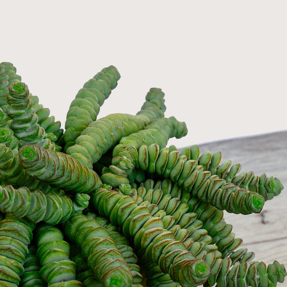 NG+-+Plants+-+June+2019-221.jpg