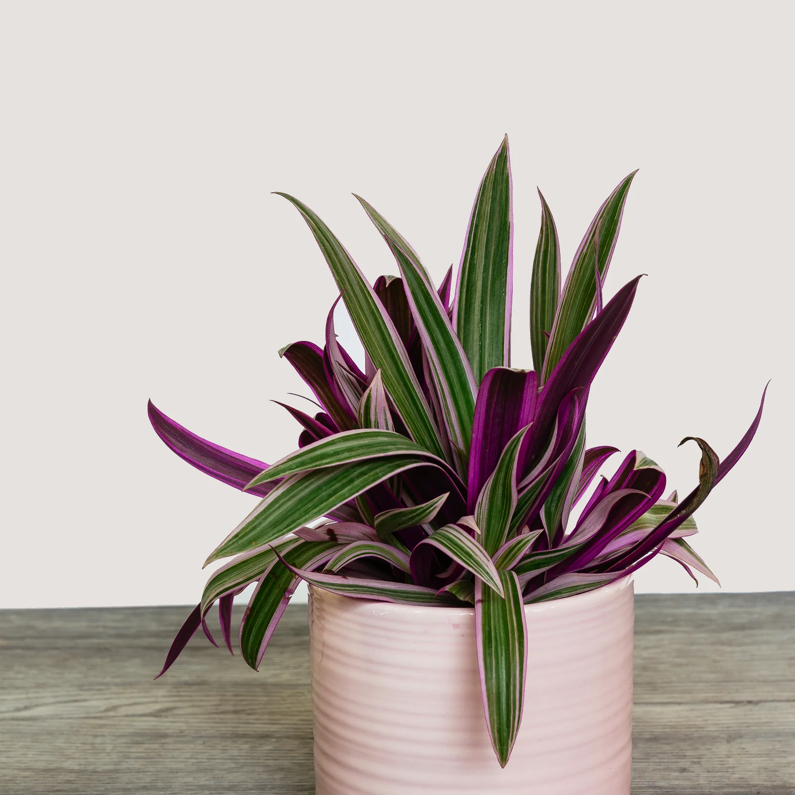 NG - Plants - June 2019-107.jpg