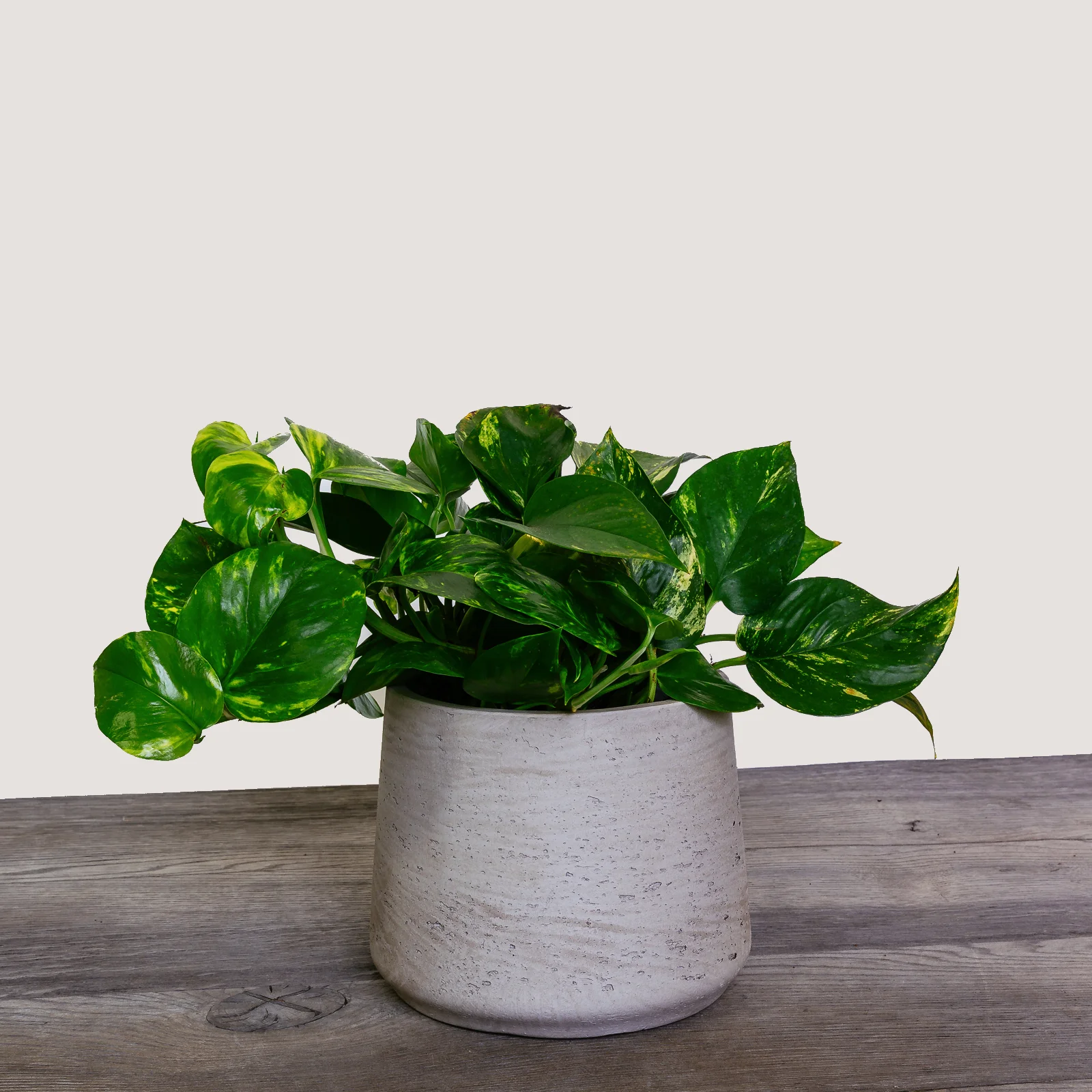 Epipremnum Aureum (Golden Pothos, Devil's Ivy) 2.jpg