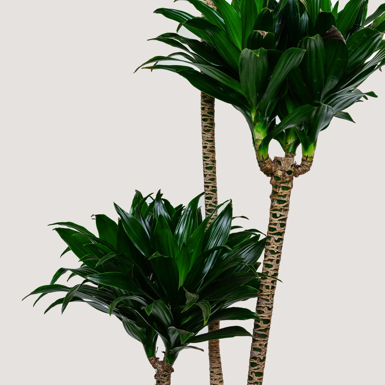NG - Plants - June 2019-225.jpg