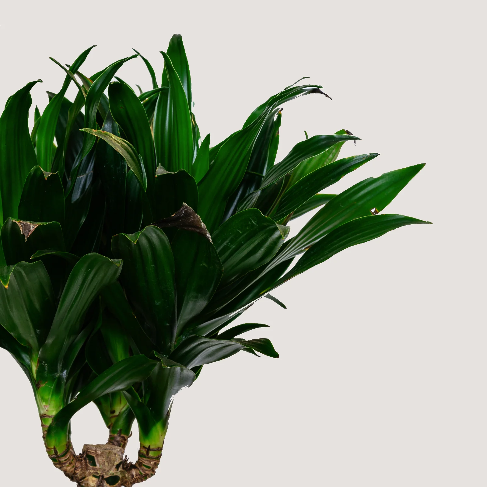 NG - Plants - June 2019-226.jpg